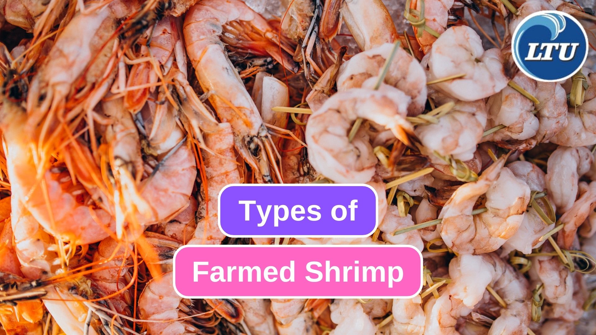8 Popular Species of Farmed Shrimp